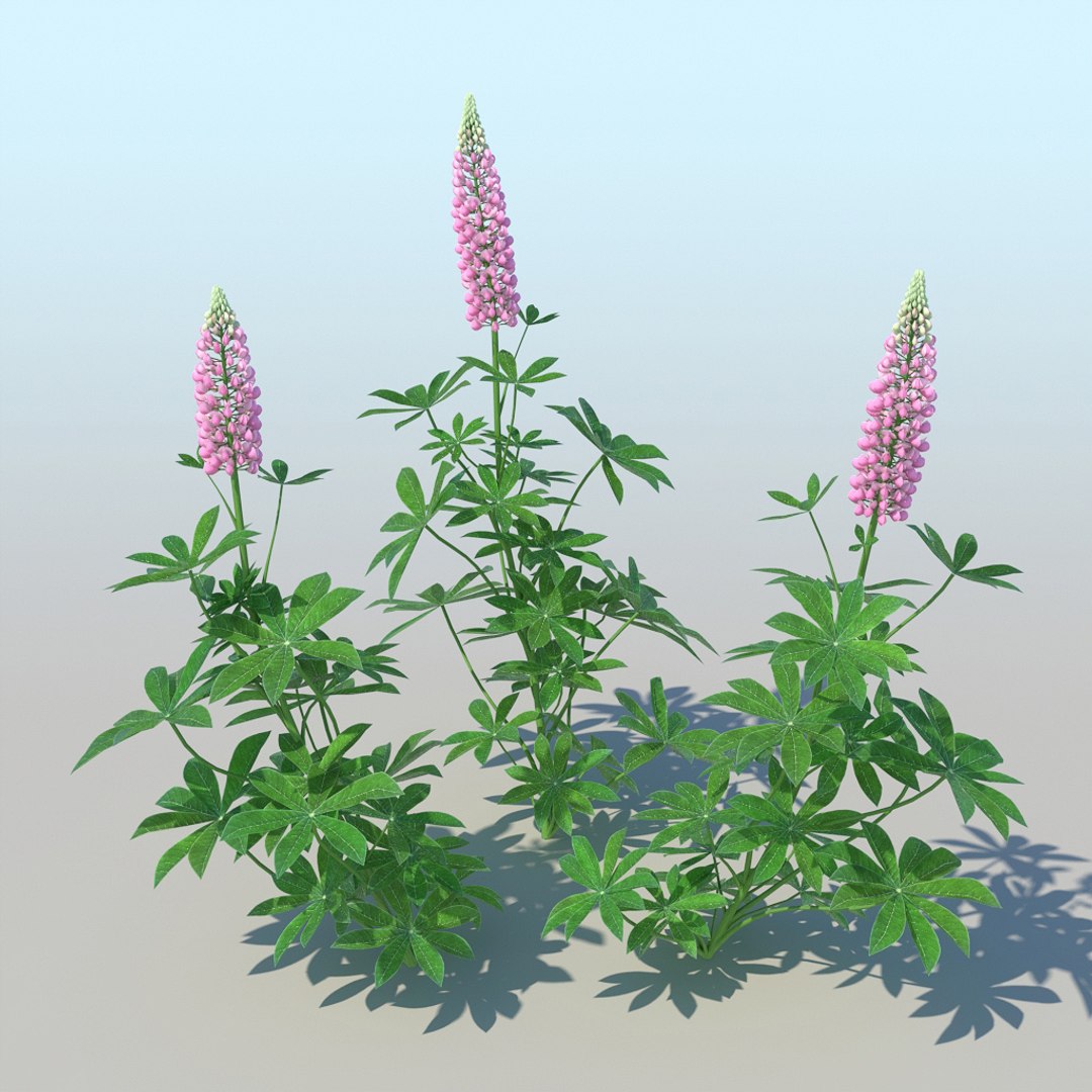 lupines 10 items 3D model https://p.turbosquid.com/ts-thumb/UP/1iqYsQ/V3/lupines_005/jpg/1661003249/1920x1080/fit_q87/9d4730357541c112ce54be99edfc77ac431a5e2c/lupines_005.jpg