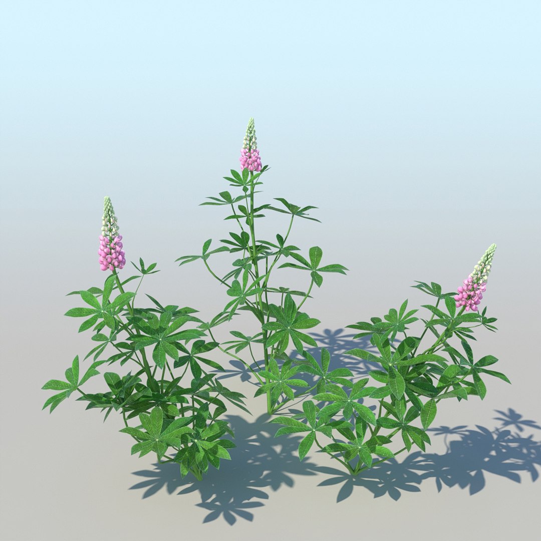 lupines 10 items 3D model https://p.turbosquid.com/ts-thumb/UP/1iqYsQ/p0/lupines_007/jpg/1661003249/1920x1080/fit_q87/8f86aa9f0ab0864c679088d7e5064f1780990194/lupines_007.jpg