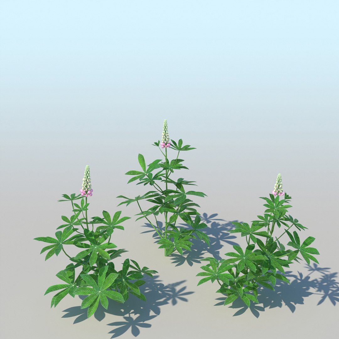 lupines 10 items 3D model https://p.turbosquid.com/ts-thumb/UP/1iqYsQ/qc/lupines_010/jpg/1661003251/1920x1080/fit_q87/14bf6f9db73b259207b97868a1b41348bea4625f/lupines_010.jpg