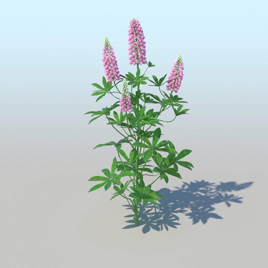 lupines 10 items 3D model https://p.turbosquid.com/ts-thumb/UP/1iqYsQ/u2/lupines_004/jpg/1661003249/1920x1080/fit_q87/d0b2b728cd3f7059732a9861a30d908a91c01f8a/lupines_004.jpg