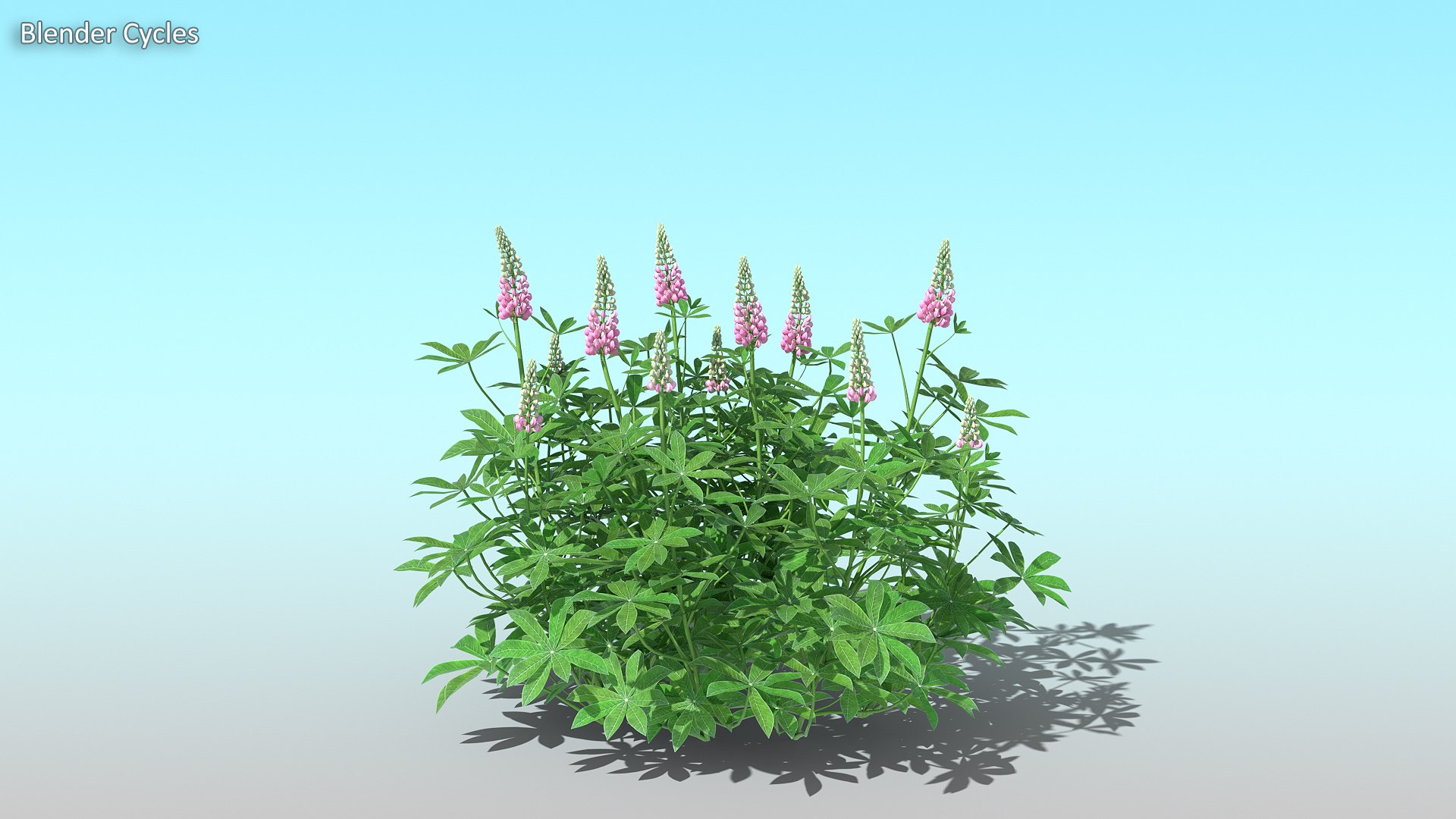 lupines 10 items 3D model https://p.turbosquid.com/ts-thumb/UP/1iqYsQ/uK/example_03/jpg/1661001524/1920x1080/fit_q87/9e5fedba8a260a94a6d4d8cf892e9c373c4b22d5/example_03.jpg