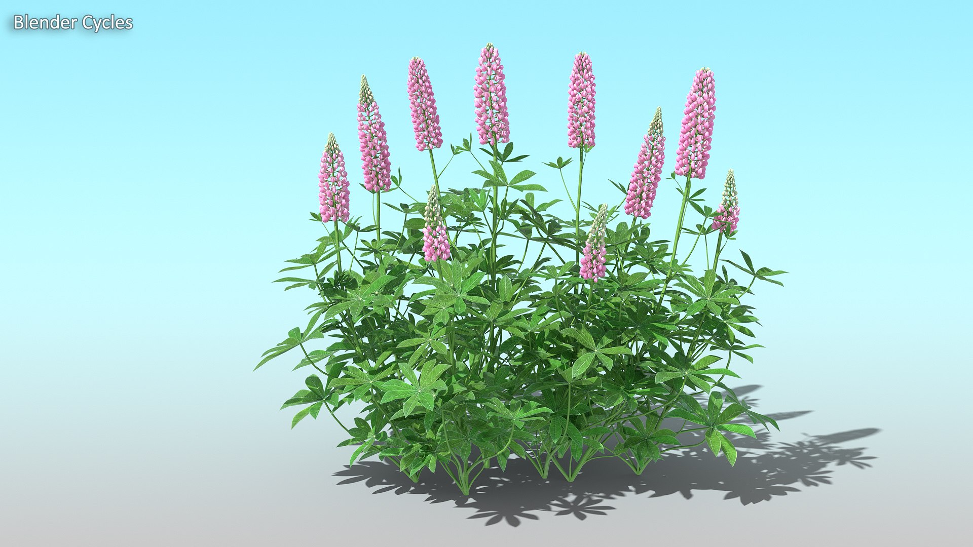 lupines 10 items 3D model https://p.turbosquid.com/ts-thumb/UP/1iqYsQ/wv/example_02/jpg/1661001523/1920x1080/fit_q87/4f6cee22015d57fdf4db2ce9cd5f3e5df37953e5/example_02.jpg