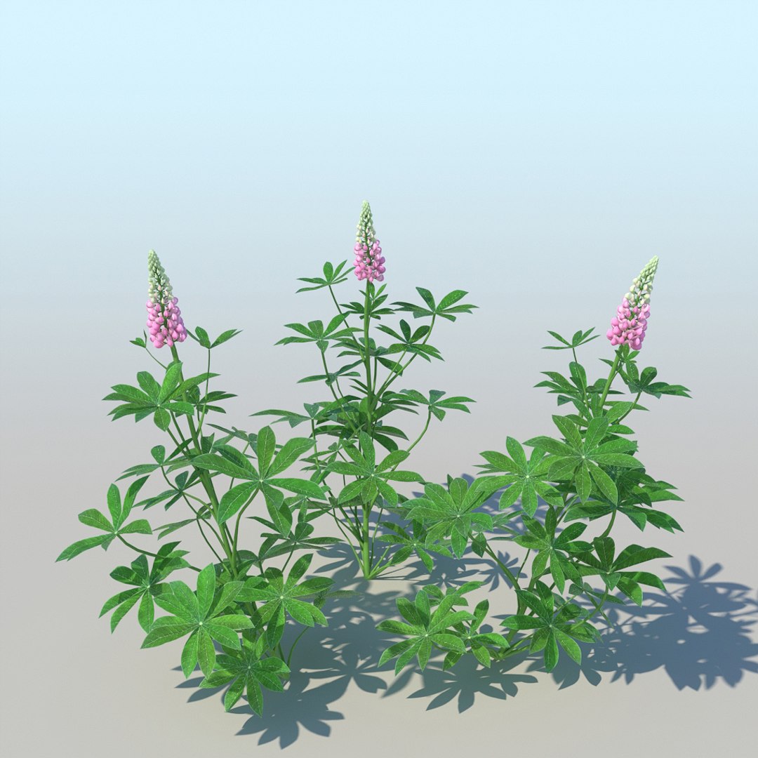 lupines 10 items 3D model https://p.turbosquid.com/ts-thumb/UP/1iqYsQ/zi/lupines_008/jpg/1661003250/1920x1080/fit_q87/a5cc6a93604bbd862cd9bbcbb2456ae0f5b5910d/lupines_008.jpg
