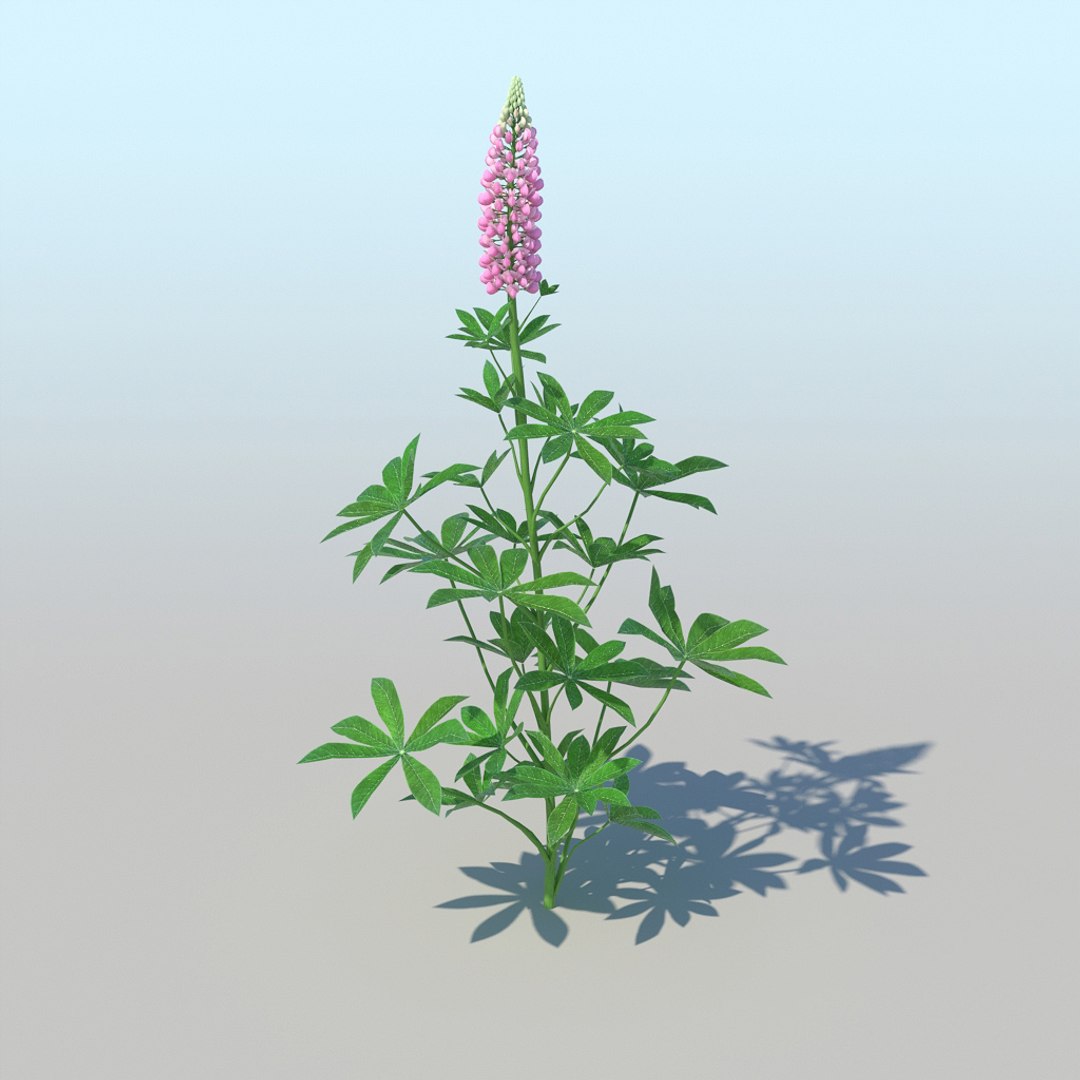 lupines 10 items 3D model https://p.turbosquid.com/ts-thumb/UP/1iqYsQ/zn/lupines_001/jpg/1661003248/1920x1080/fit_q87/b4862fcb0c290b2814dddb61a7df3126ac9dc005/lupines_001.jpg