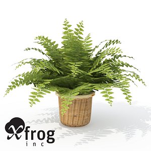 XfrogPlants Fishbone Fern