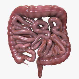 human intestine 3D model