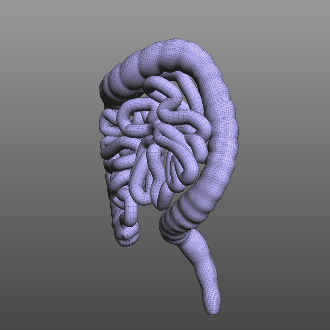 human intestine 3D model https://p.turbosquid.com/ts-thumb/UP/G3oDRo/0T0YgZqz/wire3/jpg/1583701069/1920x1080/fit_q87/44761fafe3659fce4c54c063fd9f97b4971a8bb5/wire3.jpg