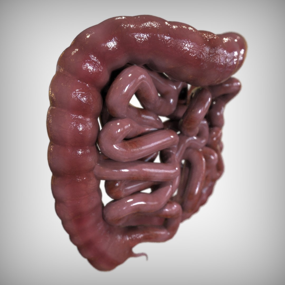 human intestine 3D model https://p.turbosquid.com/ts-thumb/UP/G3oDRo/3qlpxF9U/right_view/jpg/1583701069/1920x1080/fit_q87/cad142017c6e73ebee0e6f92f800d9a511e85203/right_view.jpg
