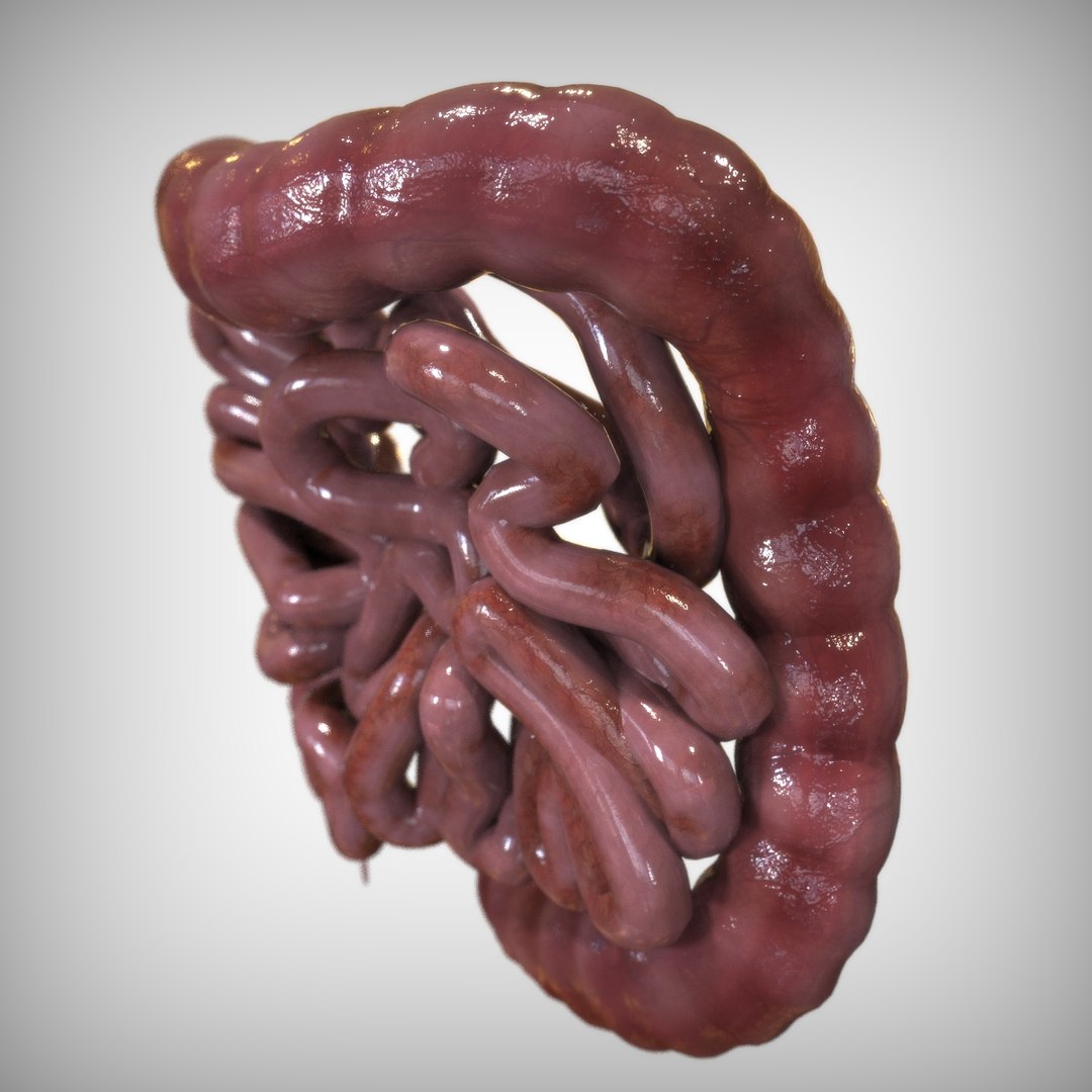 human intestine 3D model https://p.turbosquid.com/ts-thumb/UP/G3oDRo/IuvoqXRU/left_view/jpg/1583701069/1920x1080/fit_q87/b8f950c6b07f47b253e98050d58fe5ff18a6a9b7/left_view.jpg