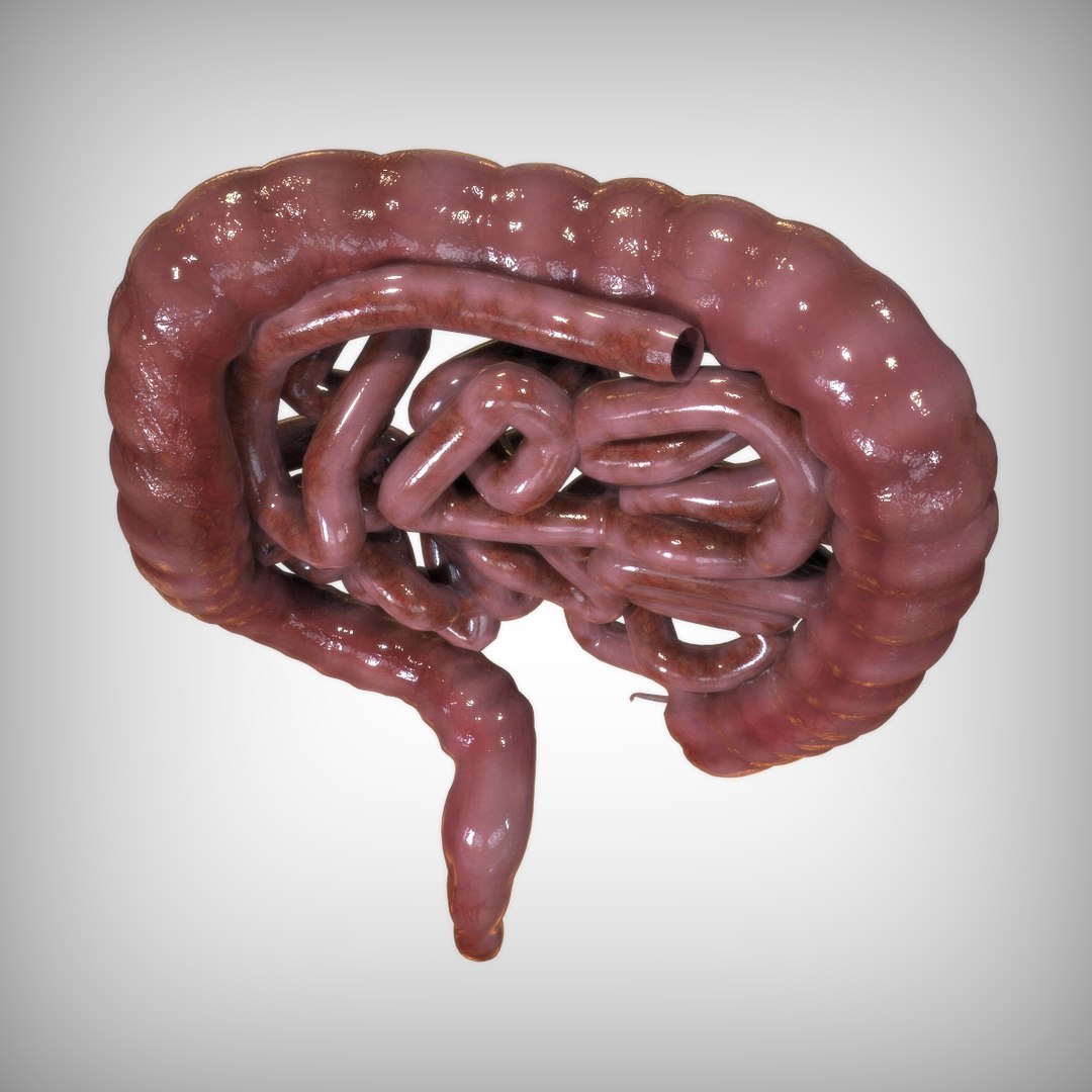 human intestine 3D model https://p.turbosquid.com/ts-thumb/UP/G3oDRo/LqaEekQl/top_view/jpg/1583701069/1920x1080/fit_q87/71f9c6667514c57adeae048f8373cdffa403796f/top_view.jpg