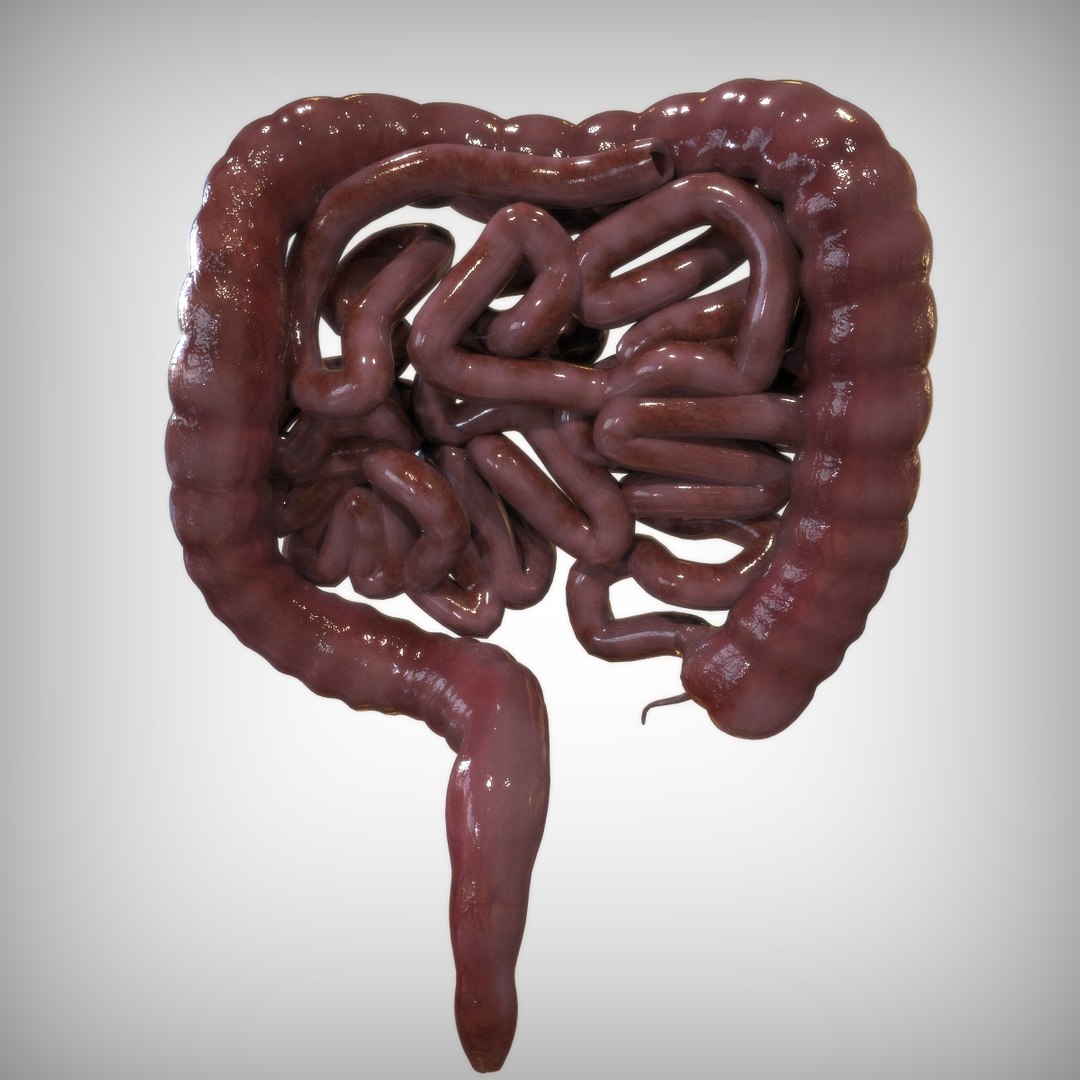 human intestine 3D model https://p.turbosquid.com/ts-thumb/UP/G3oDRo/NGMoa2ga/rear_view/jpg/1583701069/1920x1080/fit_q87/d8bb96827839d013eaada1dac4a16f23bdb19a0f/rear_view.jpg