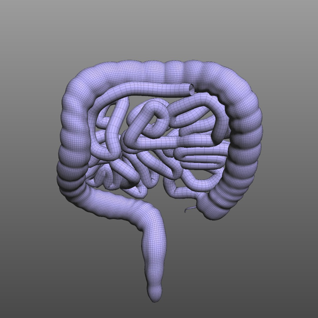 Human Intestine 3D Model - TurboSquid 1520204