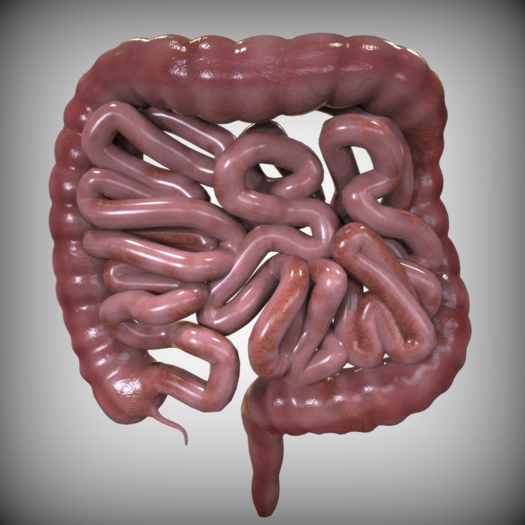 human intestine 3D model https://p.turbosquid.com/ts-thumb/UP/G3oDRo/YpNWGyTB/front_view/jpg/1583701069/1920x1080/fit_q87/979b426c69dc7bd79bc15755b3c9672aaab5f894/front_view.jpg