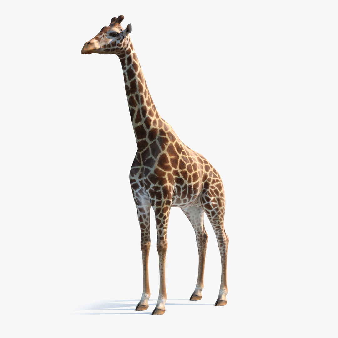 Giraffe 3d store