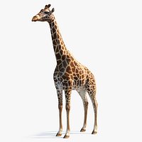 African Giraffe 3D Model