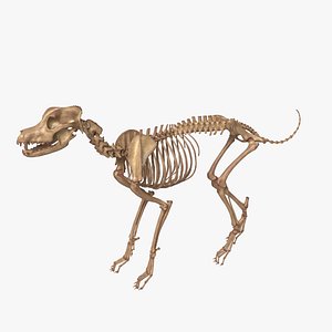Realistic Canine Skeleton Rigged 3D Model  Dog Anatomy Full Body Ready for Animation