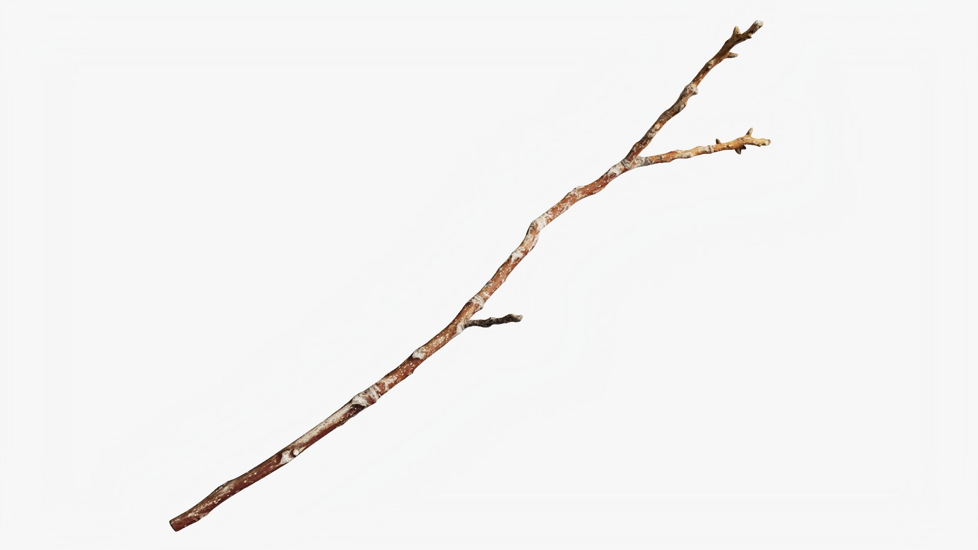 3D model Scanned Sprigs Collection StemCell https://p.turbosquid.com/ts-thumb/UP/cjGZpi/3N/twig_16_context/jpg/1745682106/1920x1080/fit_q87/76308512e6dc43716f2c96c6da6690dfeaddb9ce/twig_16_context.jpg