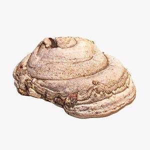 Mushroom photoscan - Fomes Fomentarius model