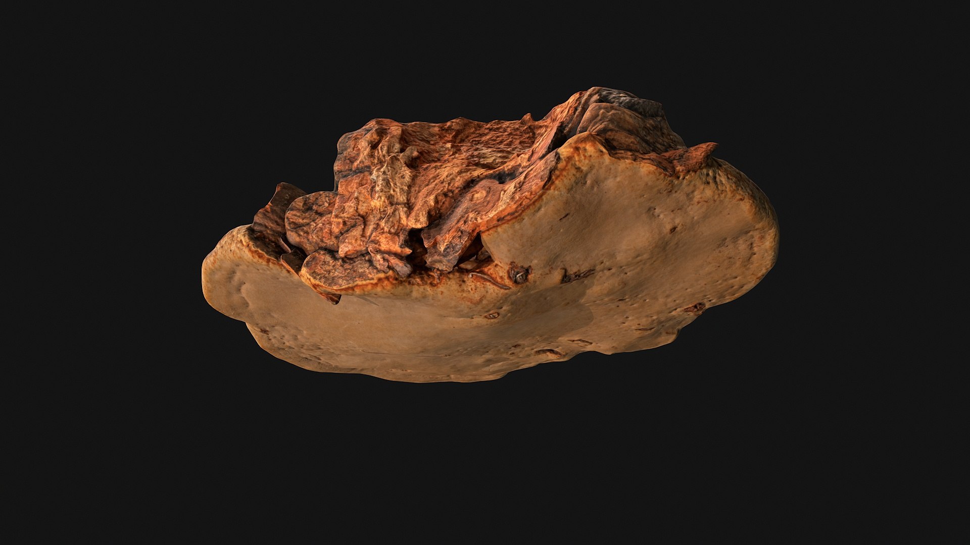 Mushroom Photoscan - Fomes Fomentarius Model - TurboSquid 2043688