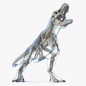 tyrannosaurus rex skeleton standing 3D