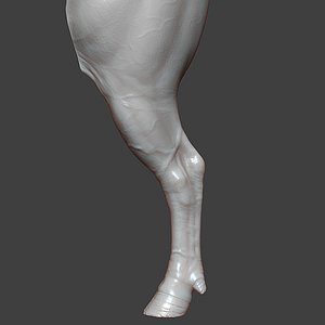 Bull Rear Leg Highpoly Sculpt 3D model