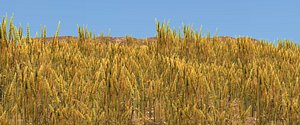 3D golden wheat field