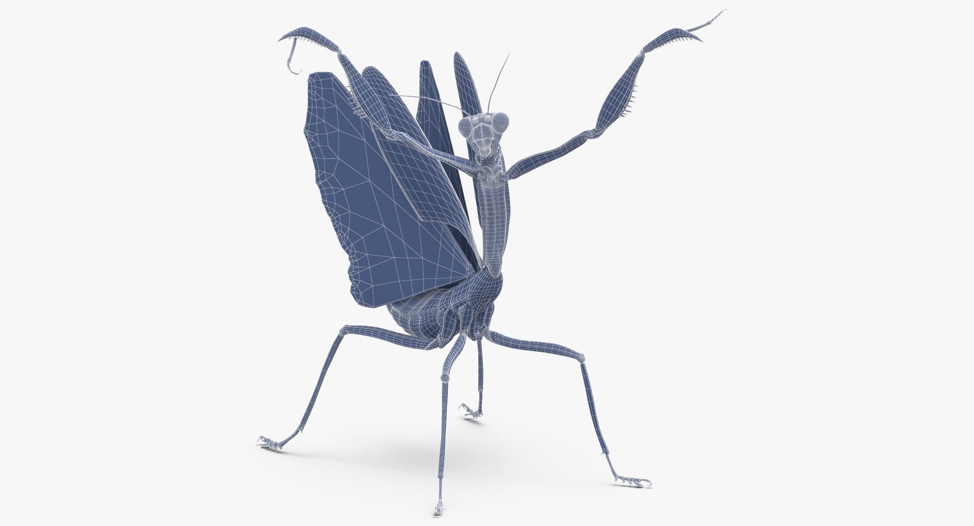 Praying mantis 3D model - TurboSquid 1398883