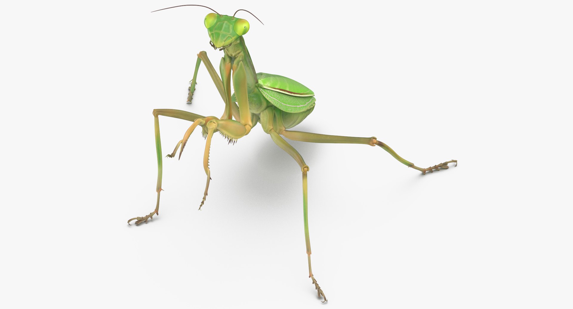 Praying mantis 3D model - TurboSquid 1398883