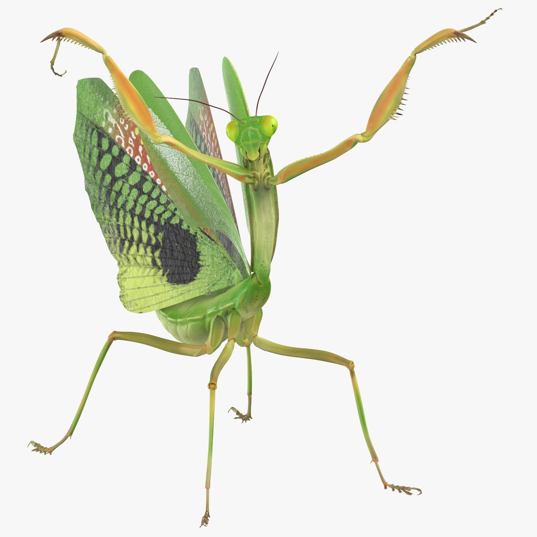 Praying mantis 3D model - TurboSquid 1398883