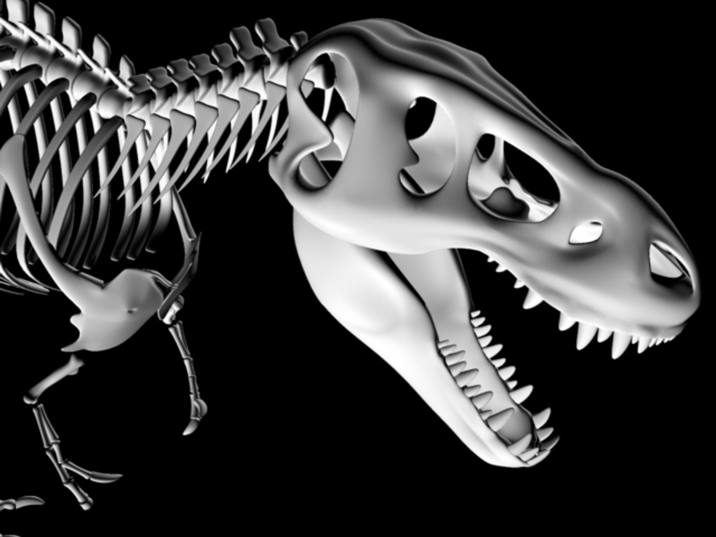 T-rex Skeleton 3d Model