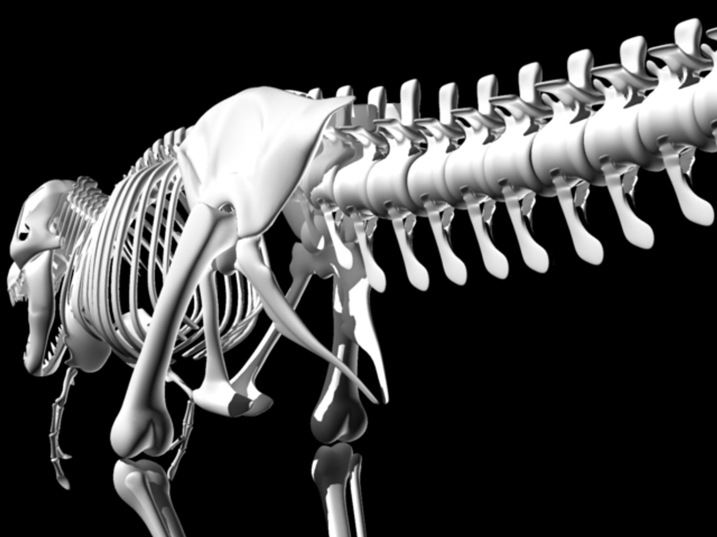 t-rex skeleton 3d model https://p.turbosquid.com/ts-thumb/UQ/5G6MiP/IgHySCps/trex04/jpg/1105149461/1920x1080/fit_q87/e13204305159a23f9c8a8f0baf8c2a5b5f254585/trex04.jpg