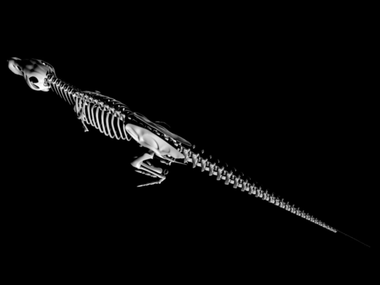 t-rex skeleton 3d model https://p.turbosquid.com/ts-thumb/UQ/5G6MiP/ZDZsHqox/trex13/jpg/1105149492/1920x1080/fit_q87/a1b02b42fdf7b5d8731fc387caa8b9c2eae9c878/trex13.jpg