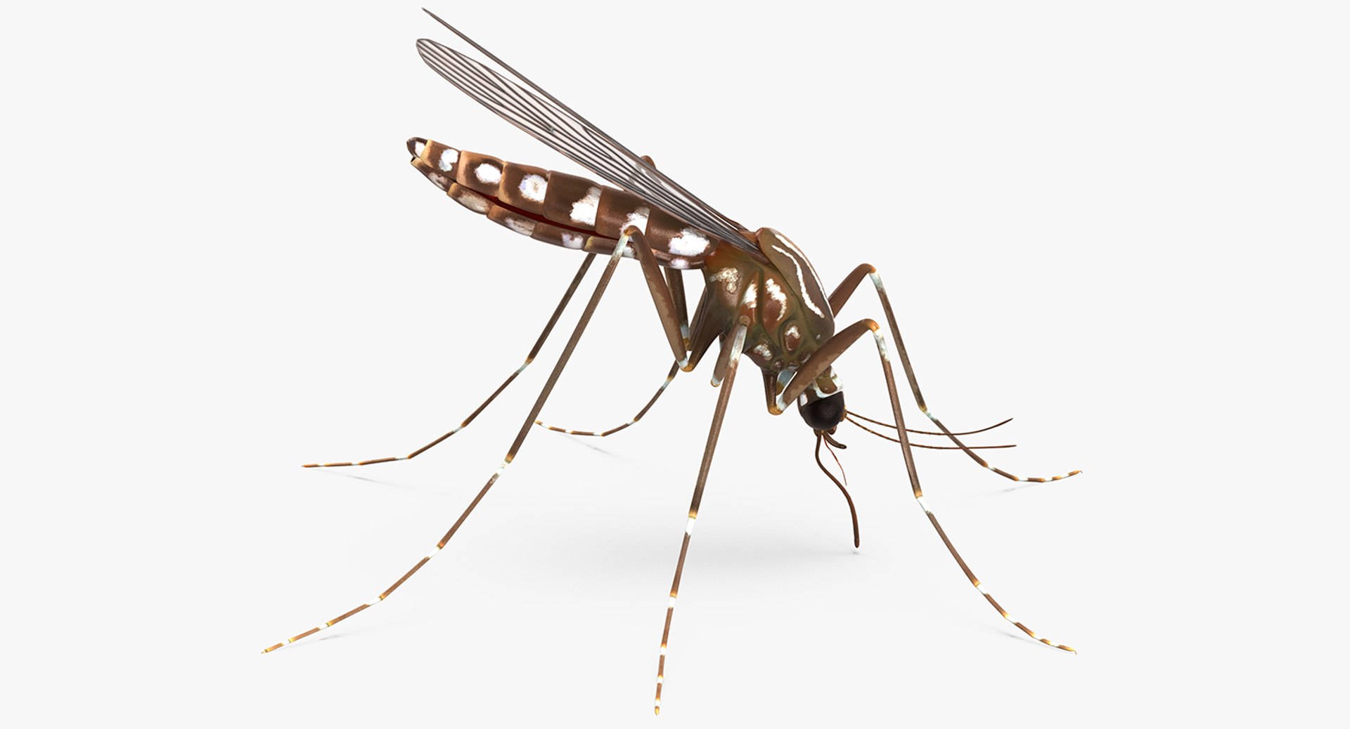Mosquito Sucking Blood 3D model preview