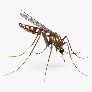 3d model mosquito sucking blood