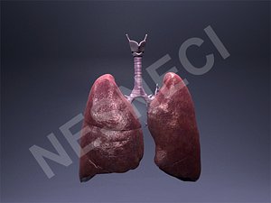 lungs trachea 3d obj