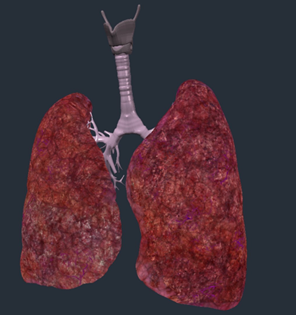lungs trachea 3d obj