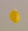 3D corn kernel
