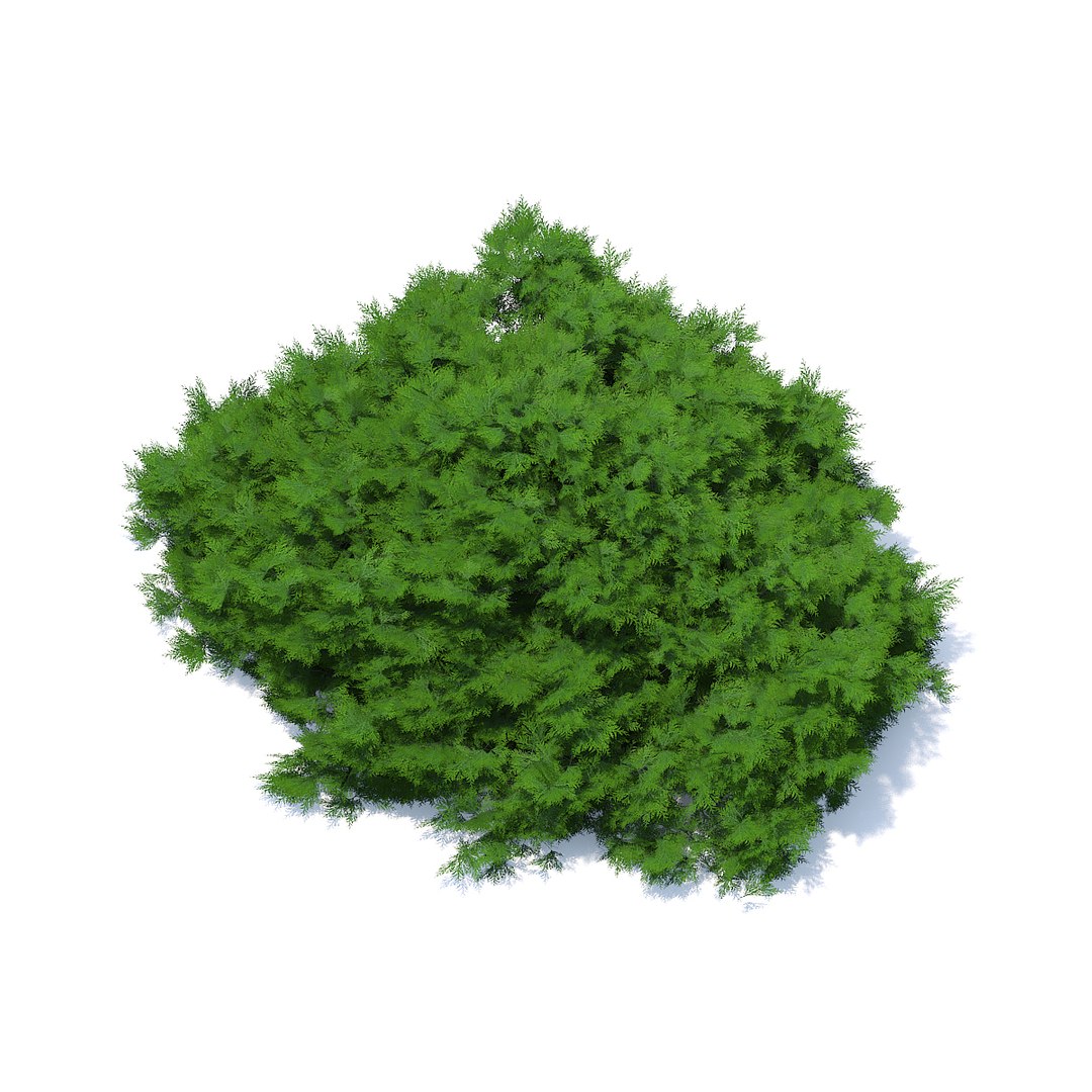 short thuja shrub 3D model https://p.turbosquid.com/ts-thumb/UQ/BFQBCE/vdDkj5Ab/cgaxis_models_89_36c/jpg/1509965765/1920x1080/fit_q87/210ffeb64719f5c3111cac14444f1f528659c4fc/cgaxis_models_89_36c.jpg