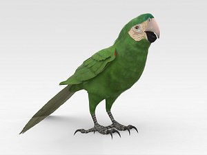 Red shouldered Macaw 3D model