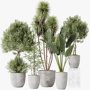 AV Indoor plants set 184 Mission Leccino Arbequina Olive and Cunjevoi Alocasia Jardin and Alnus Glut