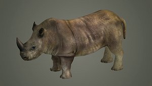 indian rhinoceros mammal rhino animal 3D model