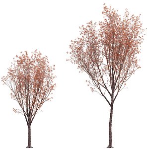 Acer Griseum - Paperbark Maple 02 3D