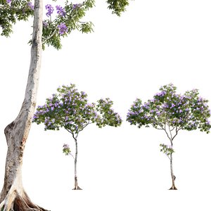 Jacaranda mimosifolia 01