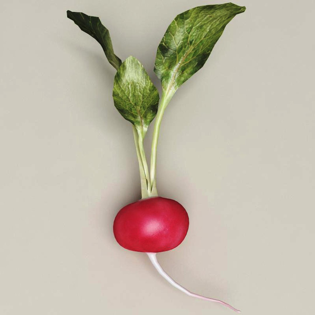 radish modelled 3ds https://p.turbosquid.com/ts-thumb/UQ/yEkzN6/BWcOVjRn/radish_4/jpg/1252866203/1920x1080/fit_q87/60cdc423437cc7fddddc22fca422da744da3807d/radish_4.jpg