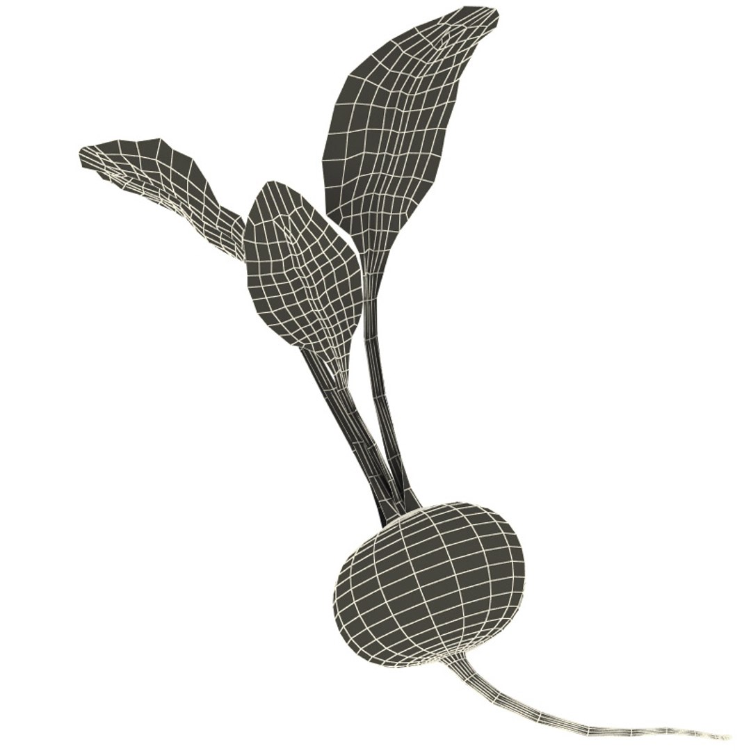radish modelled 3ds https://p.turbosquid.com/ts-thumb/UQ/yEkzN6/QgjuS0ng/radish_91/jpg/1252866367/1920x1080/fit_q87/bf01a2a9096c75770ccf8b95081124bda6e436d1/radish_91.jpg