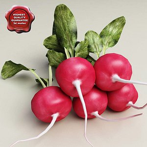 radish modelled 3ds