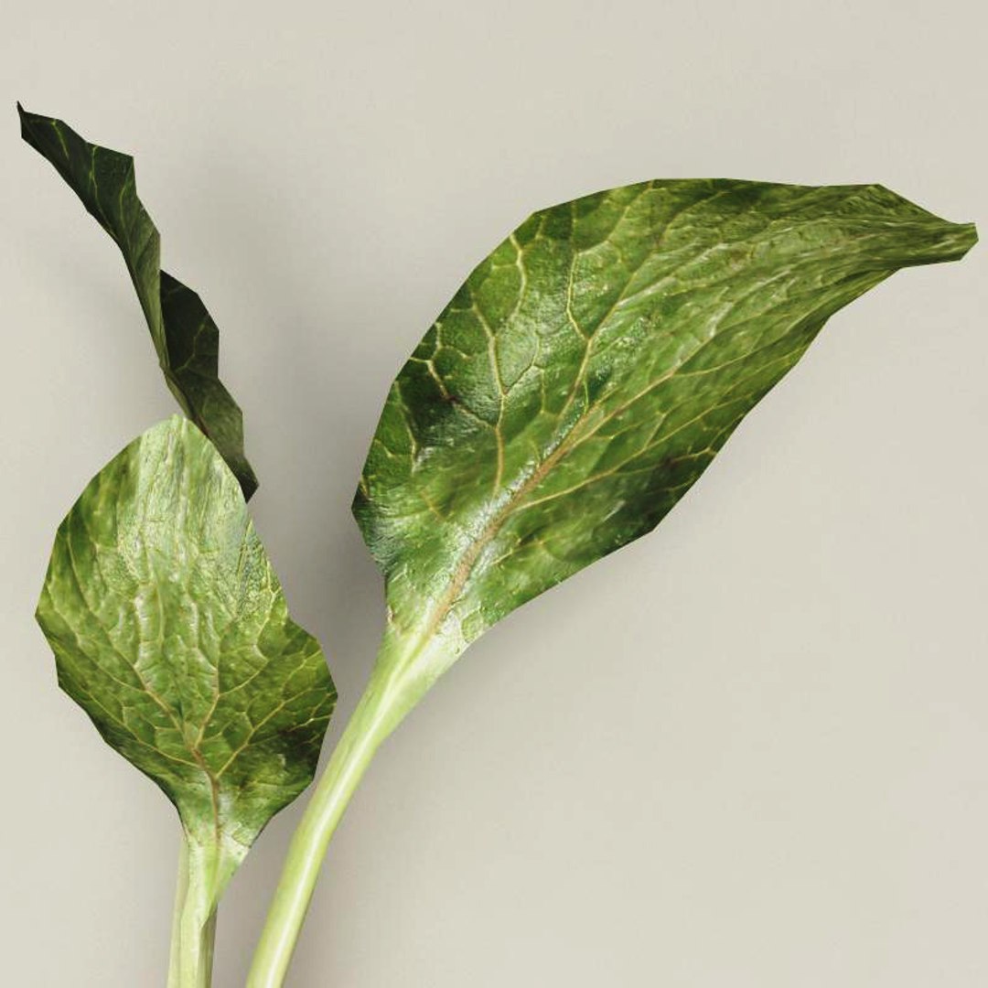 radish modelled 3ds https://p.turbosquid.com/ts-thumb/UQ/yEkzN6/ZleAxS76/radish_8/jpg/1252866236/1920x1080/fit_q87/af0d69f2f4202e557c985fc070142c6211d8e746/radish_8.jpg