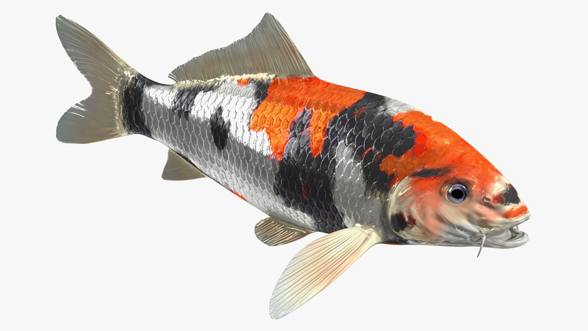 Harivake Koi Fish 3D model preview