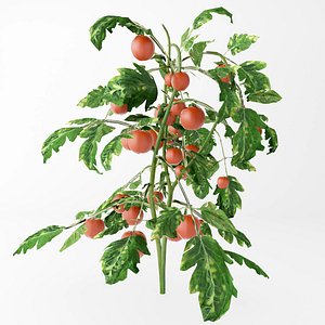 3D tomato model