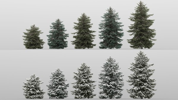 3D 20 picea glauca trees - TurboSquid 1363489